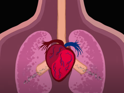 Chest & lungs animation